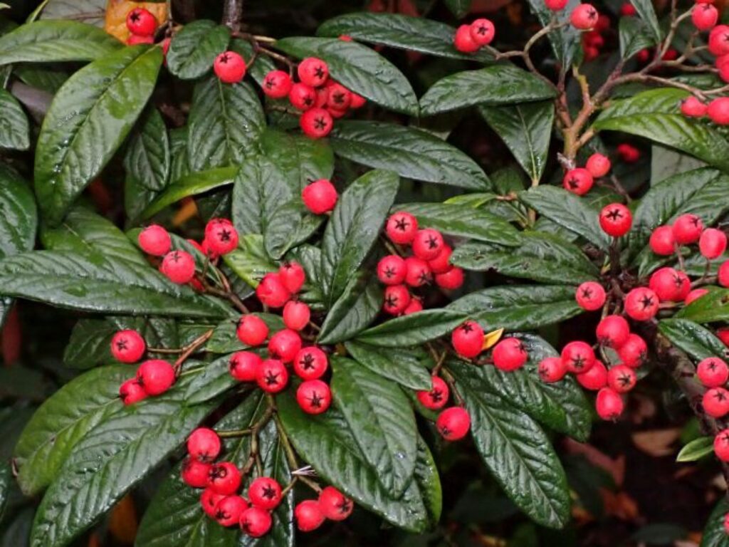 Cotoneaster salicifolius, skalník vrbolistý​