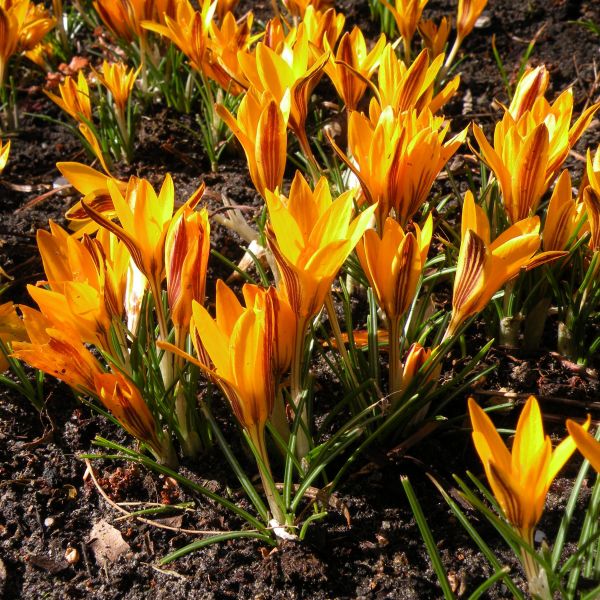 Šafrán Crocus angustifolius