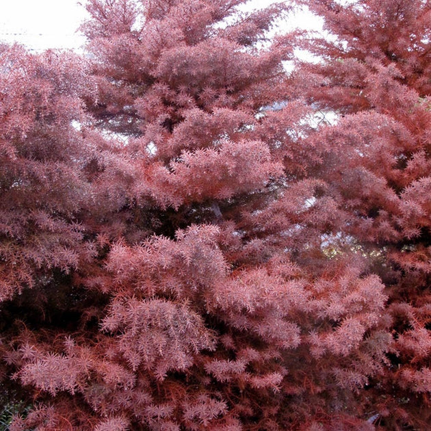 Cryptomeria Elegans​