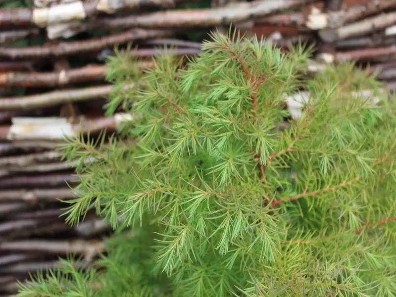 Cryptomeria Compacta​