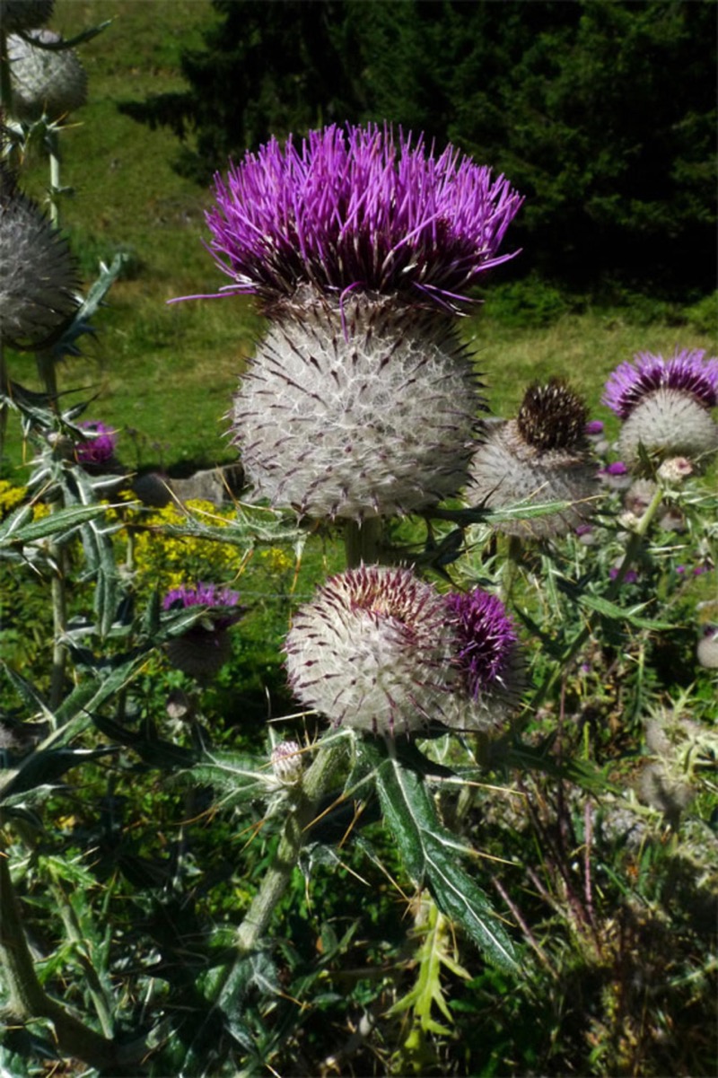Pichliač bielohlavý (Cirsium eriophorum) — veľký guľovitý úbor s bielo vlnatými zákrovnými listeňmi