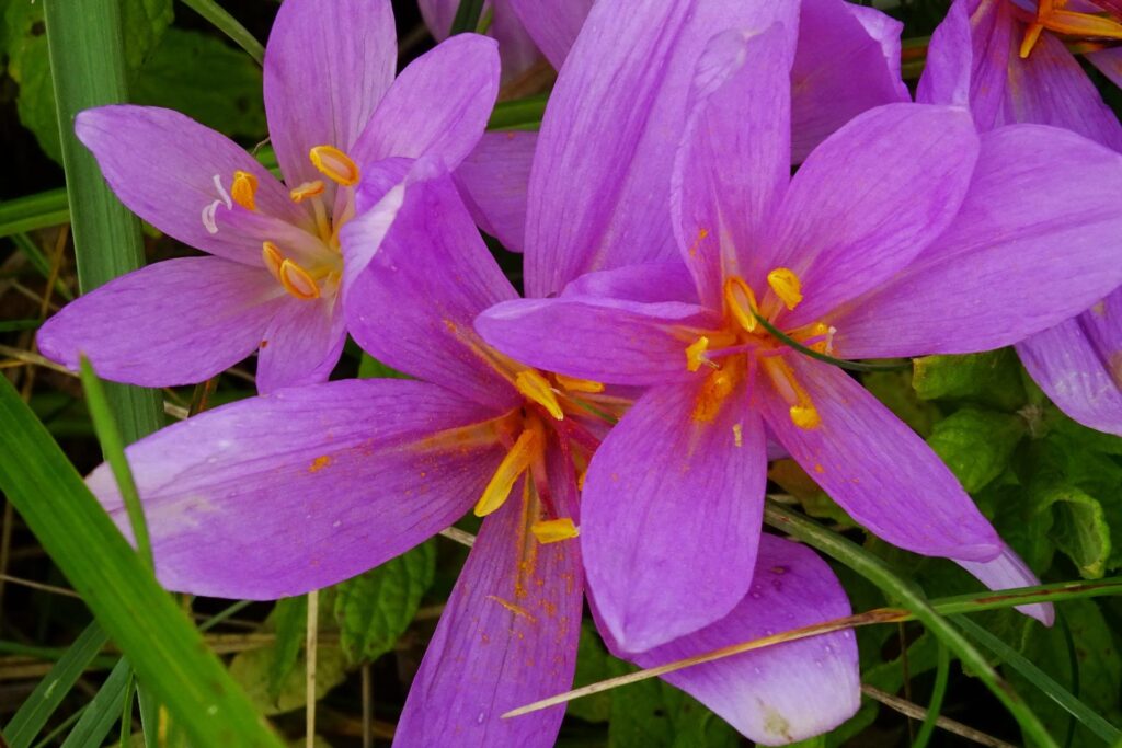 Ocún jesenní (Colchicum autumnale)​