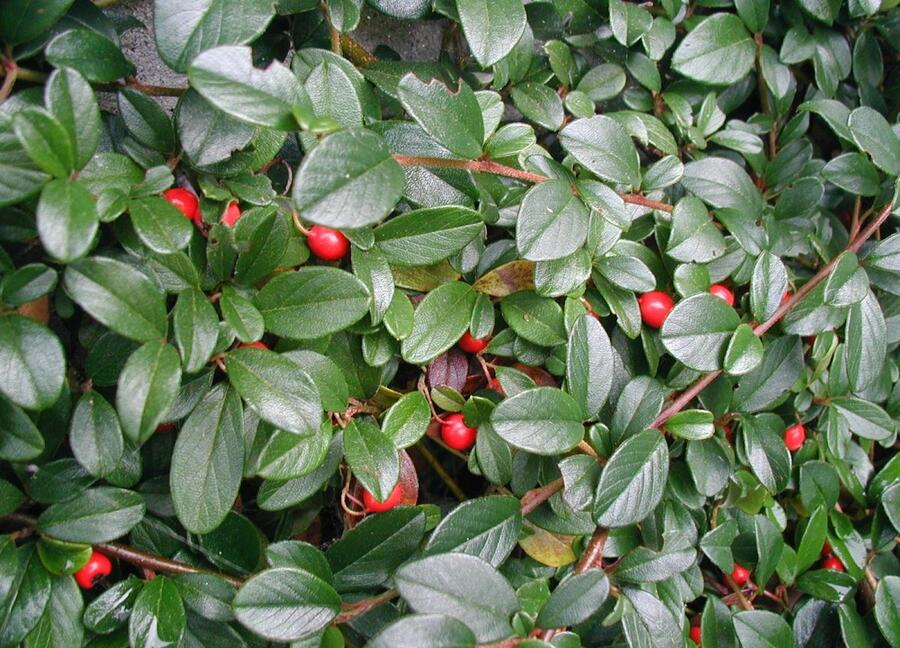 Cotoneaster dammeri (skalník Dammerův)​