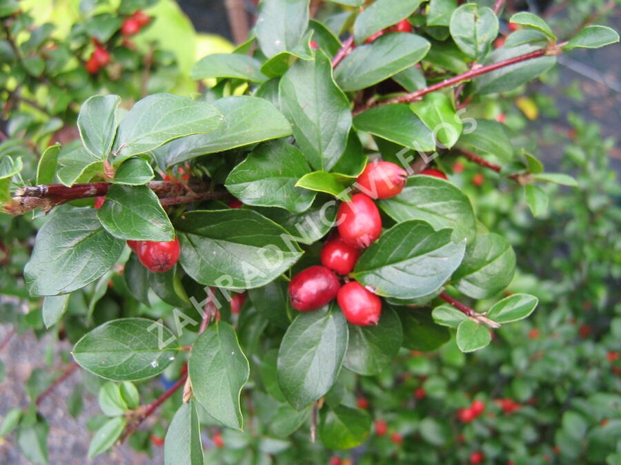 Cotoneaster dielsianus, skalník Dielsův​