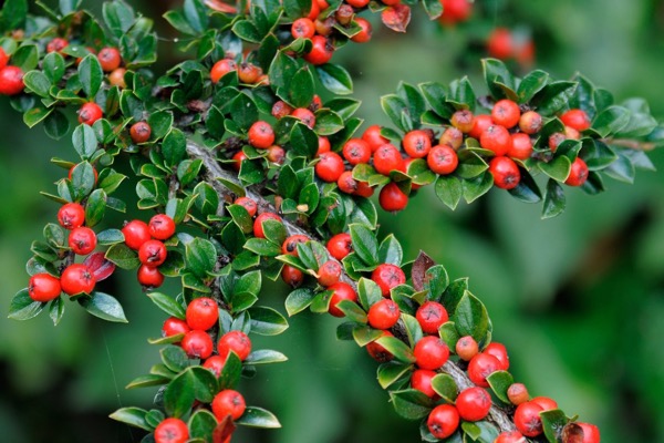 Cotoneaster horizontalis, skalník vodorovný​