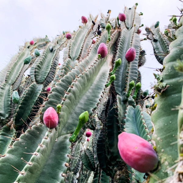 Cereus peruvianus​