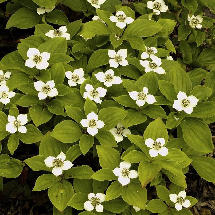 Kanadská svída (Cornus canadensis)​