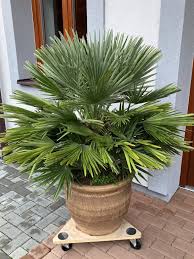 Žumara nízká (Chamaerops humilis)​