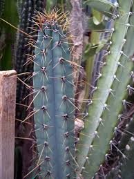 Cereus forbesii​