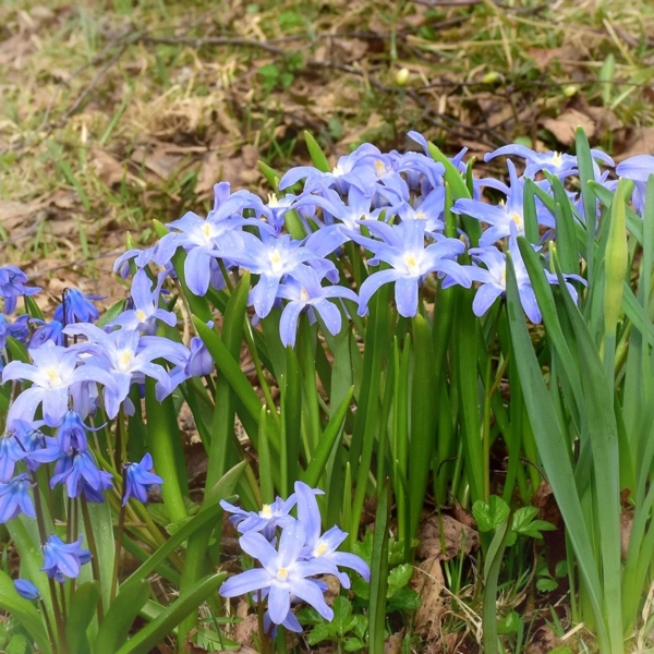 Ladonička 'Blue Giant'