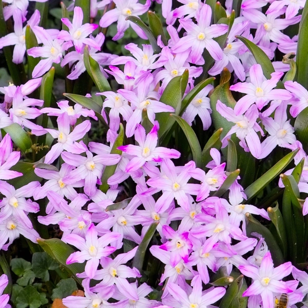 Ladonička Chionodoxa luciliae 'Ping Giant'