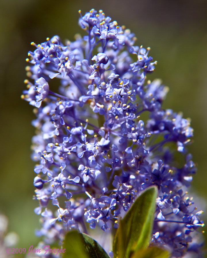 Ceanothus-hybridy​