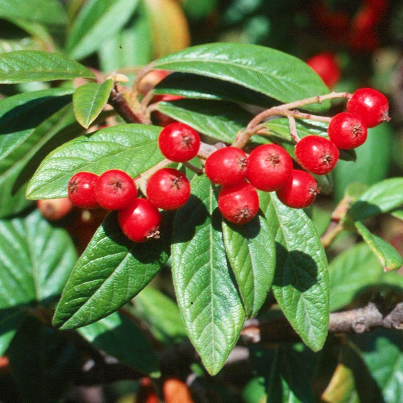 Cotoneaster-Watereri-hybridy​