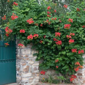 Campsis × tagliabuana 'Madame Galen'