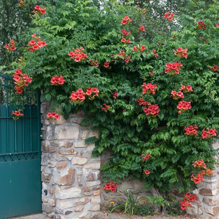 Trubač 1 Oranžově červené trubkovité květy trubače Campsis × tagliabuana 'Madame Galen'