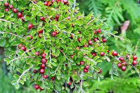 Cotoneaster adpressus (skalník přitisklý)​