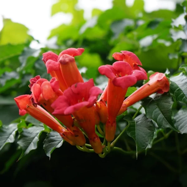 Trubač 2 Oranžové květy trubače kořenujícího (Campsis radicans) a semena trubače