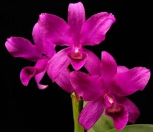 ORCHIDEJE | Cattleya bowringiana Red