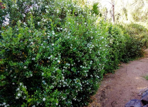 Myrta obecná (Myrtus communis)​