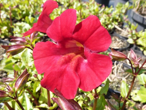 Kejklířka Mimulus cupreus​