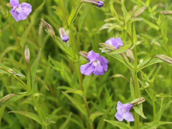 Kejklířka šklebivá - Mimulus ringens​