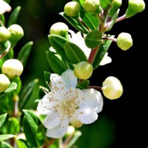 Myrta obecná (Myrtus communis)​