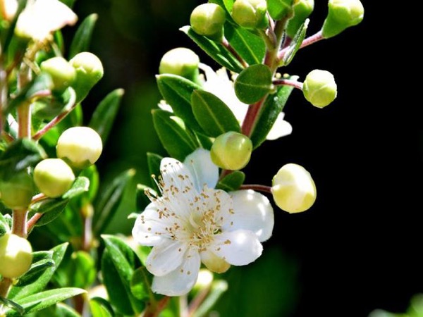 Myrta obecná (Myrtus communis)​