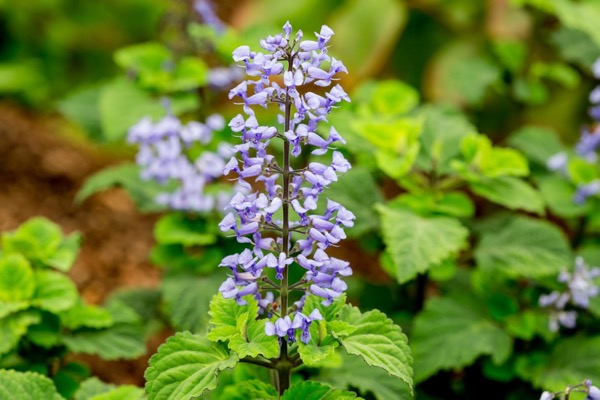 Plectranthus fruticosus