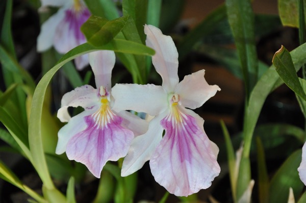 Miltonia spectabilis​