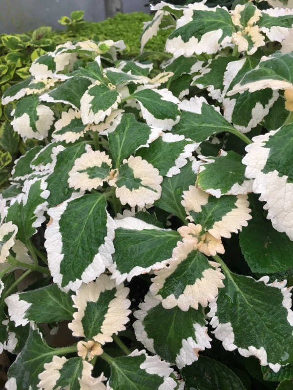 Plectranthus forsteri Marginatus