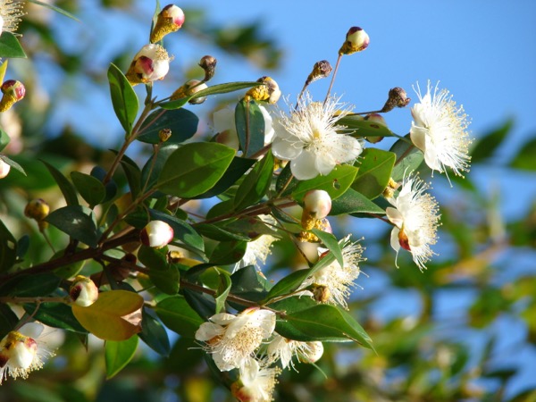 Myrta obecná (Myrtus communis)​