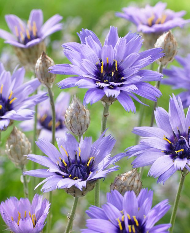 Poblekla modrá (Catananche caerulea)​