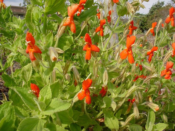 Kejklířka Mimulus cardinalis