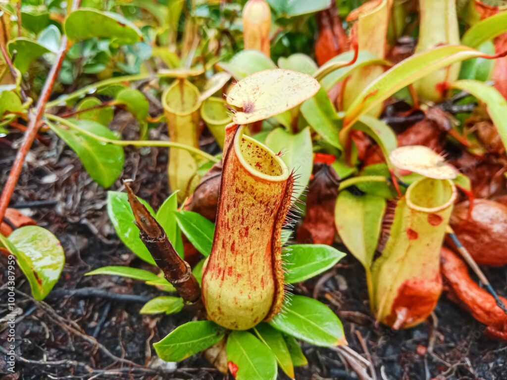 Láčkovka (Nepenthes)​