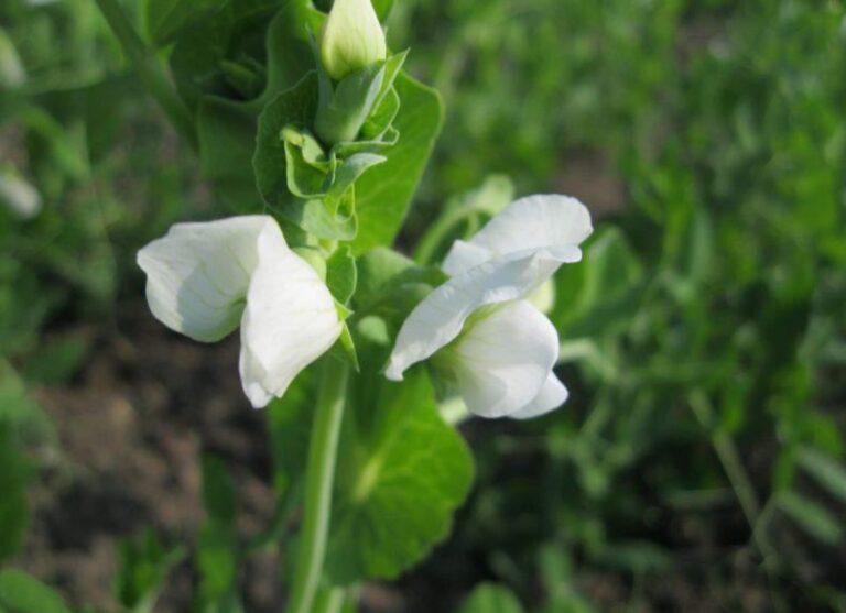 Zahrada v březnu 7 Pisum sativum ssp. sativum convar. axiphium