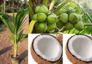 Hnojení pokojových rostlin 57 Kokosová palma (Cocos nucifera)
