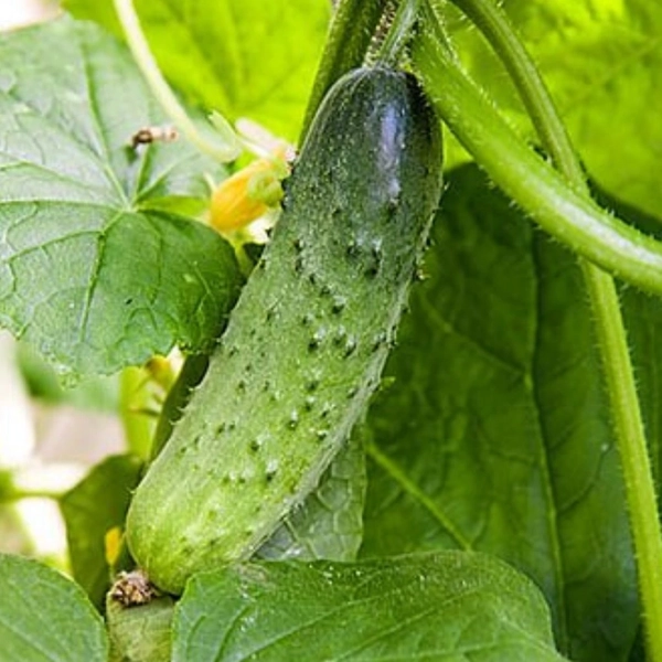 Okurka (Cucumis sativus)​ - okurka nakladačka