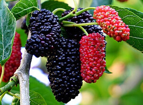 Moruše černá (Morus nigra)​