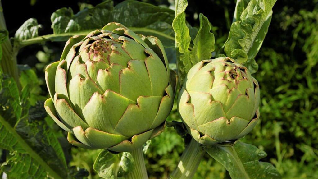 Artyčok zeleninový 1 Artyčok zeleninový (Cynara scolymus)