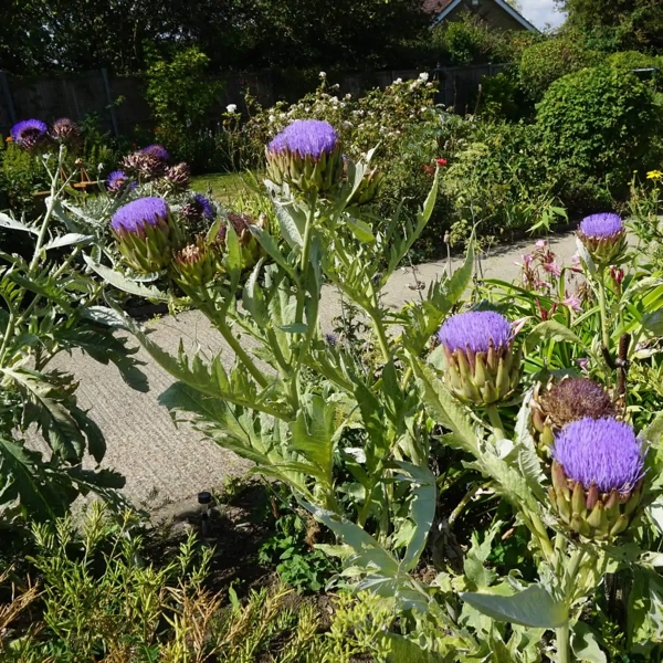 Artyčok kardový (Cynara cardunculus)​