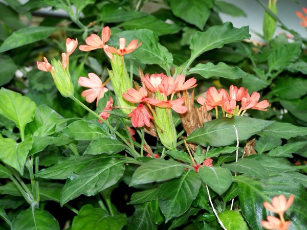 Crossandra nilotica​