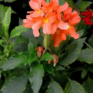 Crossandra infundibuliformis​