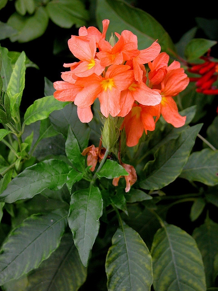 Crossandra infundibuliformis​