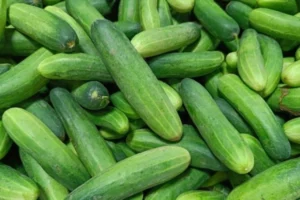Životní prostředí pro rostliny: co každá zahradní rostlina potřebuje 15 Okurka (Cucumis sativus)