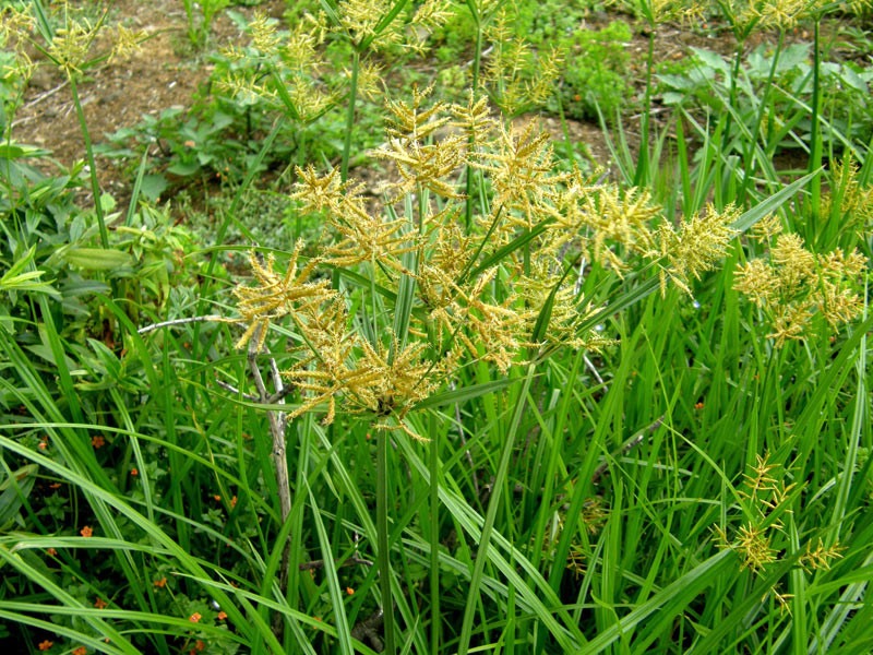 Šáchor jedlý (Cyperus esculentus)​