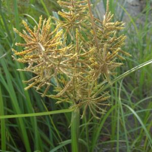 Šáchor jedlý (Cyperus esculentus)​