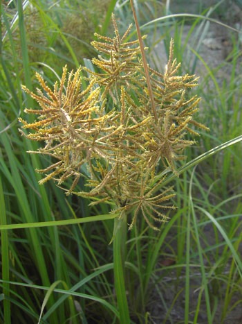 Šáchor jedlý (Cyperus esculentus)​