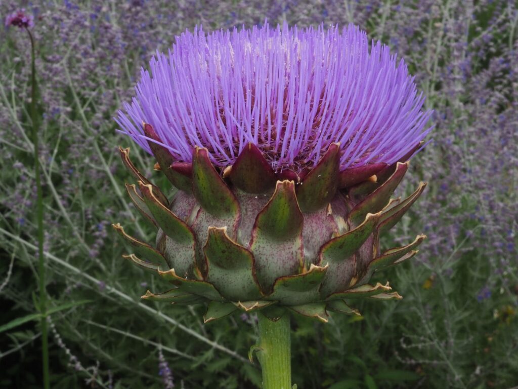 Artyčok kardový (Cynara cardunculus)​