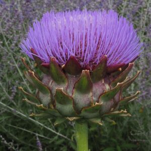 Artyčok kardový (Cynara cardunculus)​