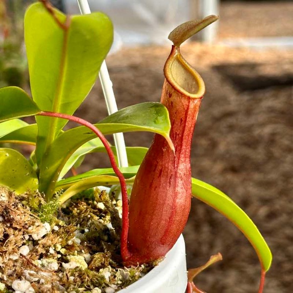 Láčkovka (Nepenthes)​